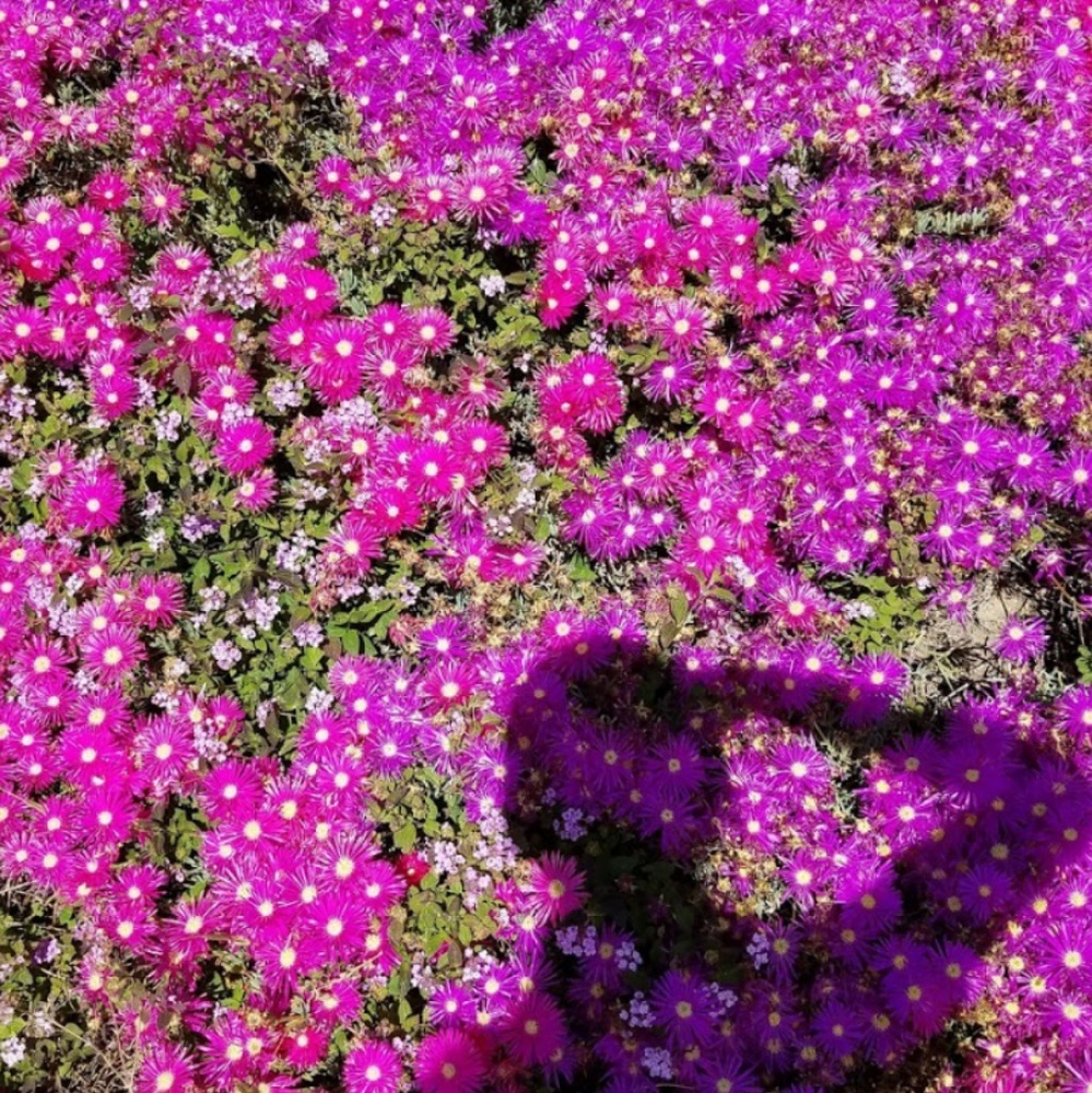 Meet your Posher, Elisa